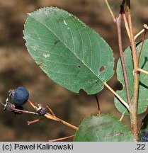 Amelanchier spicata (świdośliwka kłosowa)