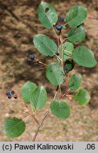 Amelanchier spicata (świdośliwka kłosowa)