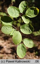 Amelanchier spicata (świdośliwka kłosowa)