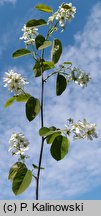 Amelanchier spicata (świdośliwka kłosowa)