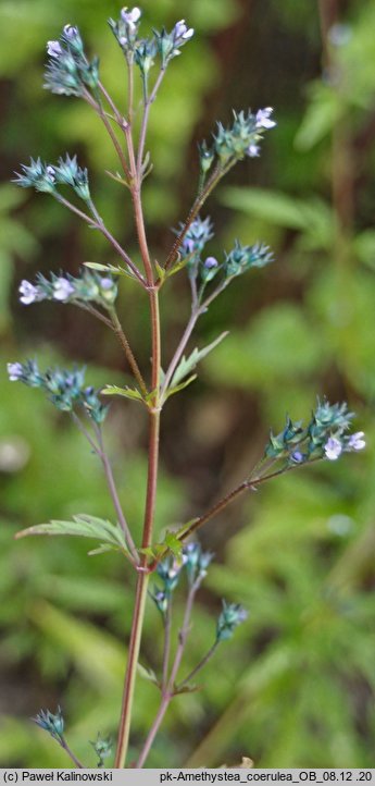 Amethystea caerulea (modratka błękitna)