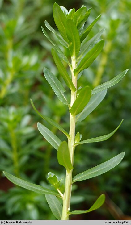 Ammannia coccinea