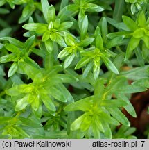 Ammannia coccinea