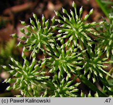 Ammi visnaga (aminek egipski)