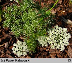 Ammi visnaga (aminek egipski)