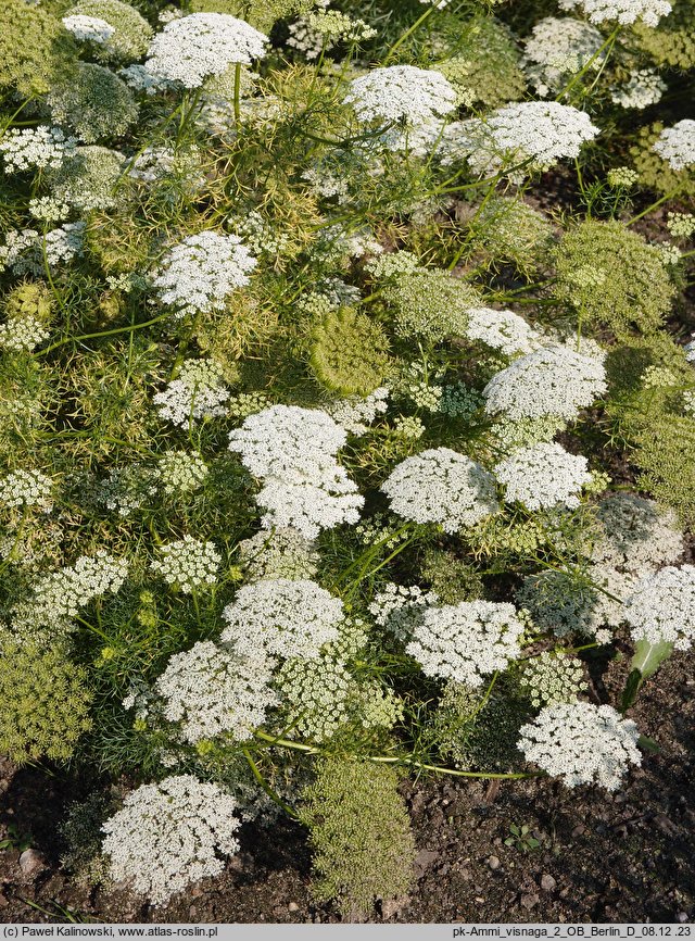 Ammi visnaga (aminek egipski)