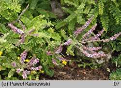 Amorpha canescens (indygowiec siwy)