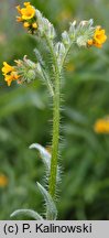 Amsinckia menziesii var. intermedia (opiołek Menziesa)