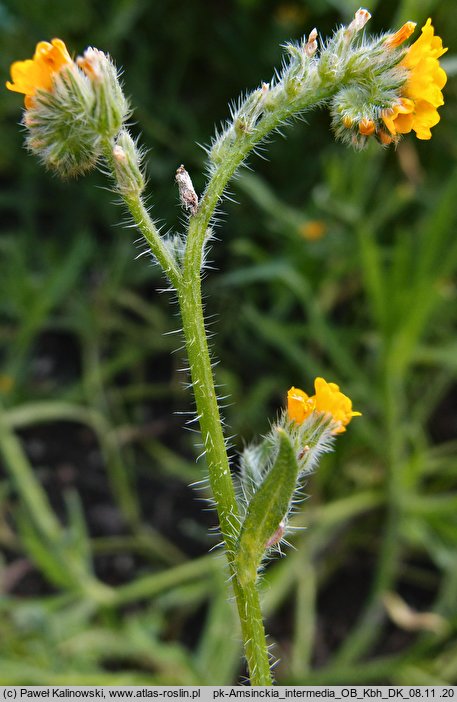 Amsinckia menziesii var. intermedia (opiołek Menziesa)