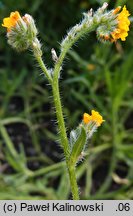 Amsinckia menziesii var. intermedia (opiołek Menziesa)