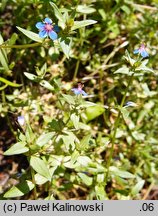 Anagallis arvensis (kurzyślad polny)