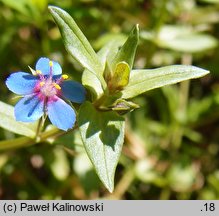 Anagallis arvensis (kurzyślad polny)