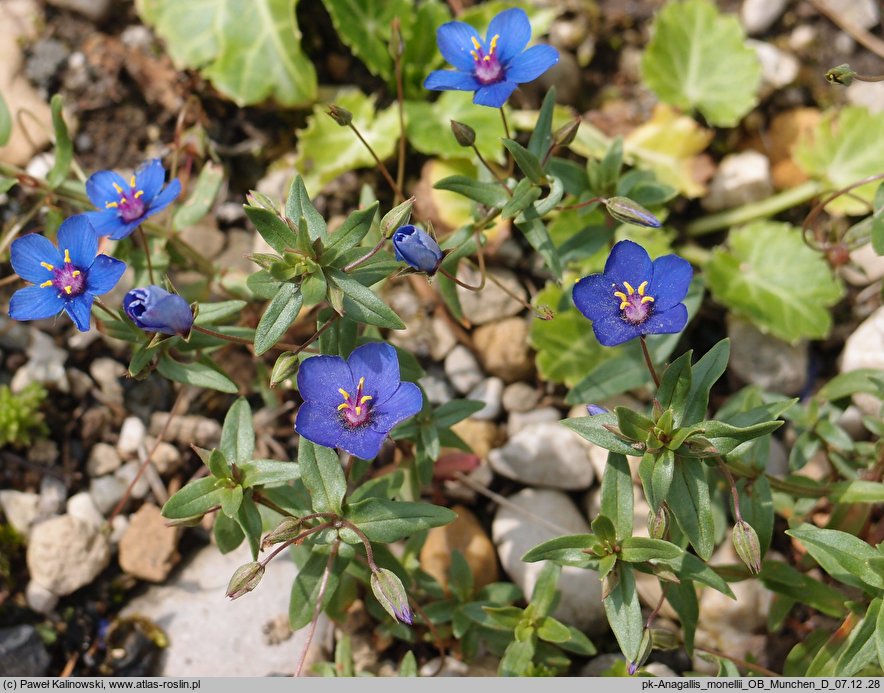 Anagallis monelli (anagalis)