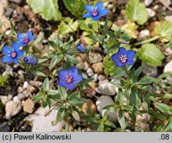 Anagallis monelli (anagalis)