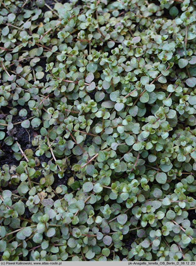 Anagallis tenella (kurzyślad wątły)