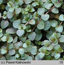 Anagallis tenella (kurzyślad wątły)