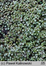 Anagallis tenella (kurzyślad wątły)