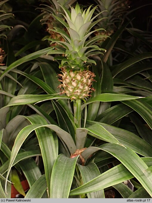 Ananas comosus (ananas)