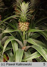 Ananas comosus (ananas)