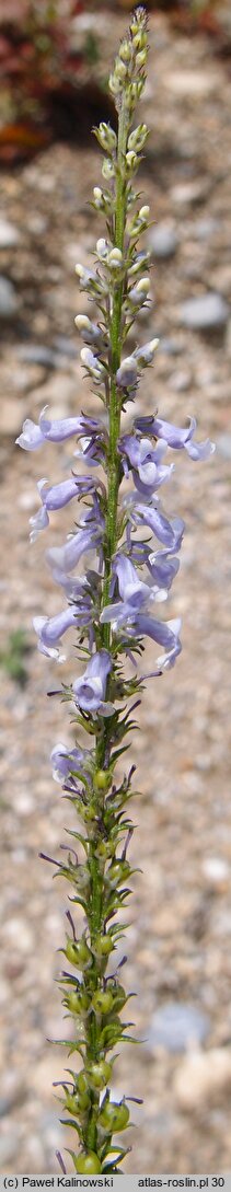 Anarrhinum bellidifolium