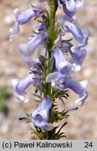 Anarrhinum bellidifolium