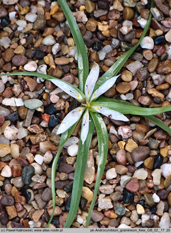 Colchicum gramineum