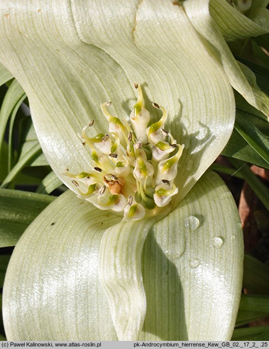 Colchicum hierrense