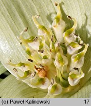 Colchicum hierrense