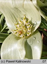 Colchicum hierrense