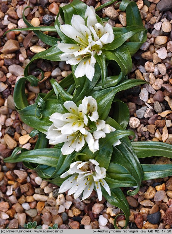 Colchicum rechingeri