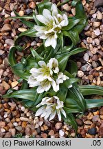 Colchicum rechingeri