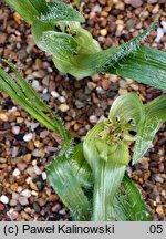 Colchicum villosum