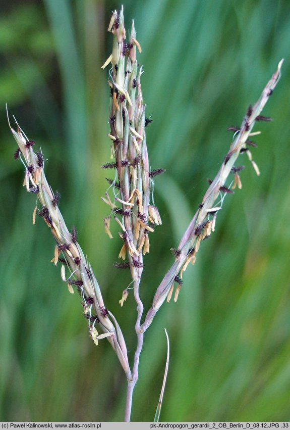 Andropogon gerardii (palczatka Gerarda)