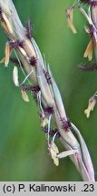 Andropogon gerardii (palczatka Gerarda)