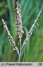 Andropogon gerardii (palczatka Gerarda)