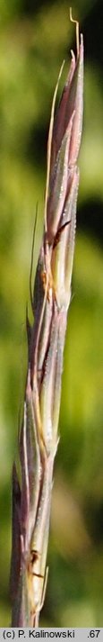 Andropogon gerardii (palczatka Gerarda)