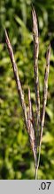 Andropogon gerardii (palczatka Gerarda)