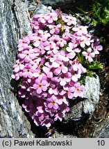 Androsace alpina (naradka alpejska)