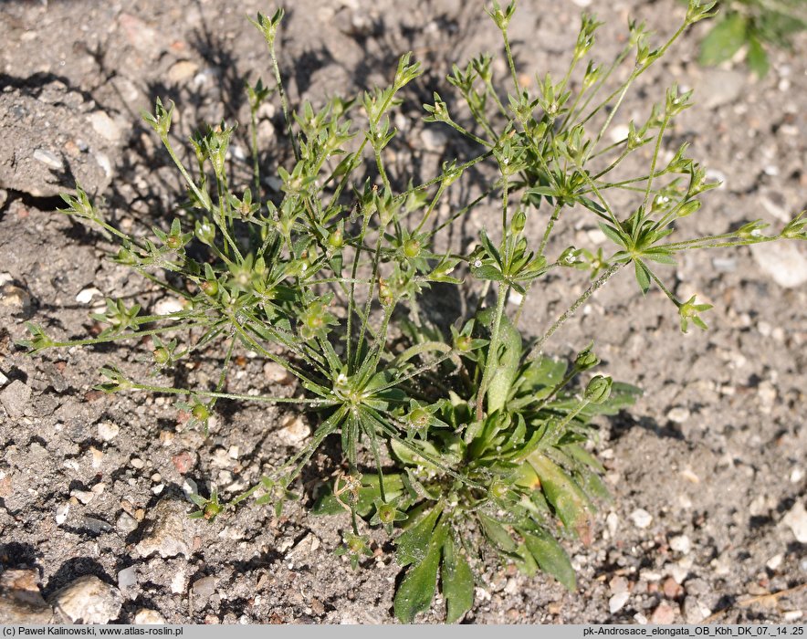 Androsace elongata (naradka wydłużona)