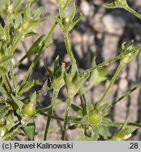 Androsace elongata (naradka wydłużona)