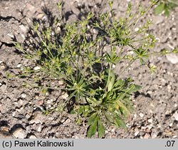 Androsace elongata (naradka wydłużona)