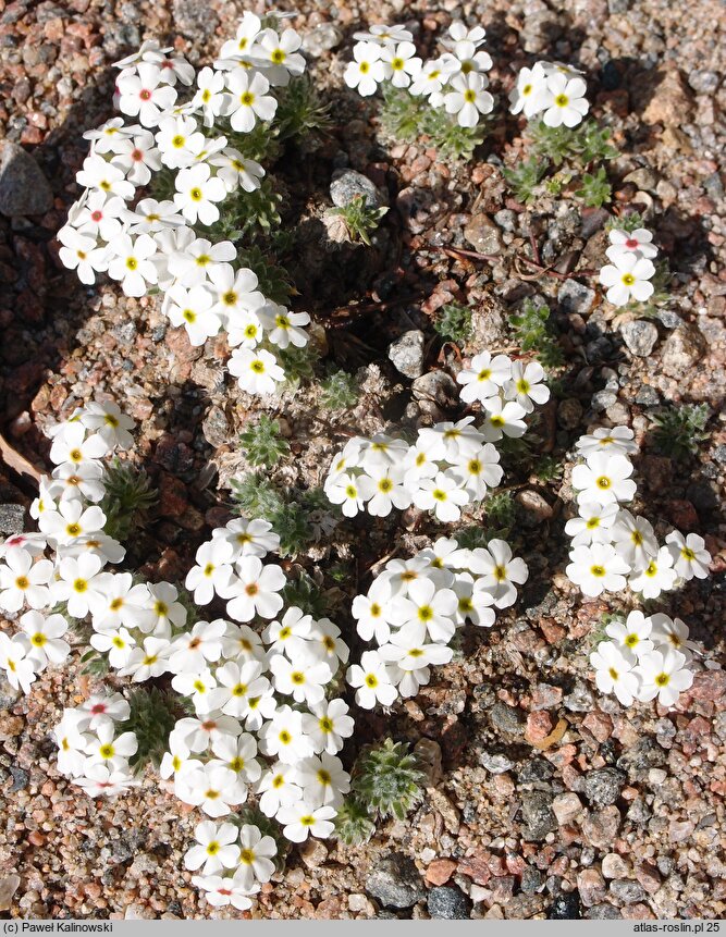 Androsace villosa (naradka kosmata)