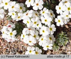 Androsace villosa (naradka kosmata)