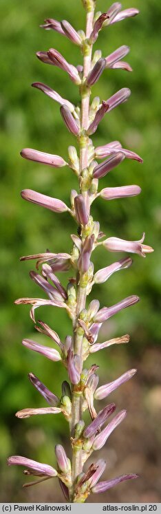 Anemarrhena asphodeloides