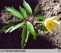 Anemonoides ×lipsiensis (zawilec lipski)