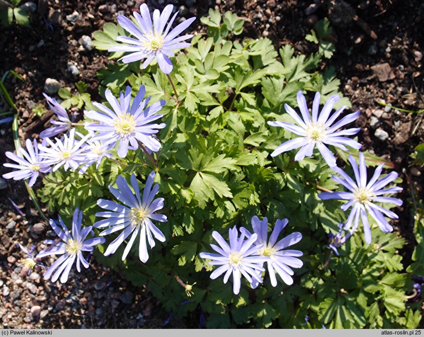 Anemone blanda Blue Pearl