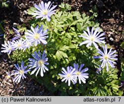 Anemone blanda Blue Pearl
