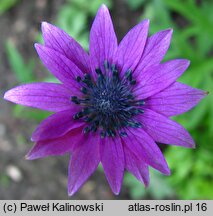 Anemone hortensis (zawilec ogrodowy)