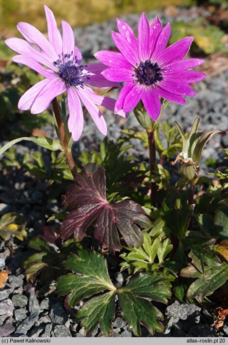 Anemone hortensis (zawilec ogrodowy)