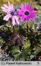 Anemone hortensis (zawilec ogrodowy)